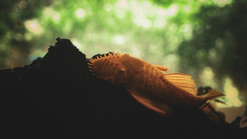 Gold Ring Butterfly Pleco L168 Care Guide