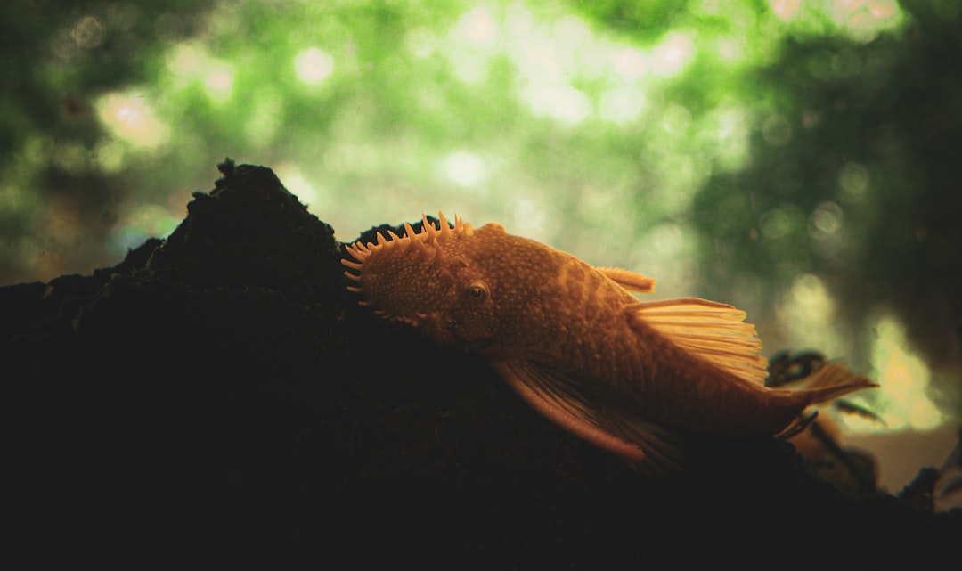 Gold Ring Butterfly Pleco L168 Care Guide