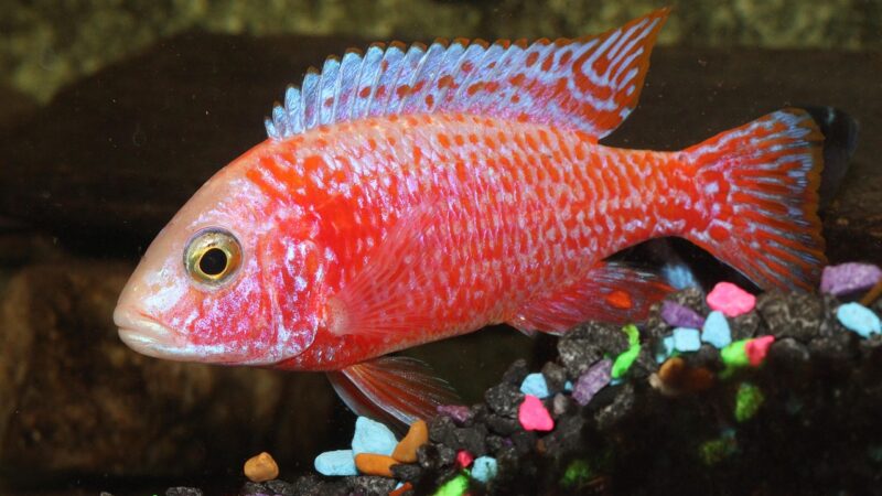 Golden Ram Cichlid Care Guide