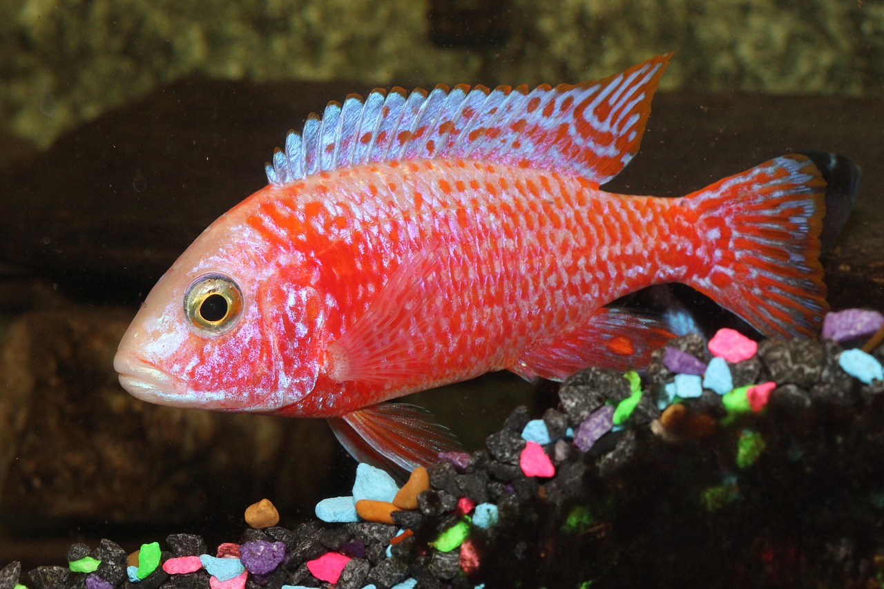 Golden Ram Cichlid Care Guide