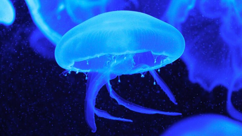 jellyfish, fish, blue, aquarium, beautiful, nature, mesmerising, singapore, ocean, sea life, blue life, blue fish, blue fishi