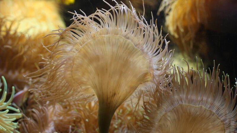anemone of the seas, ocean, sea, anemones, exotic, nature, actinie, aquarium, coral, algae, algae, algae, algae, algae, algae