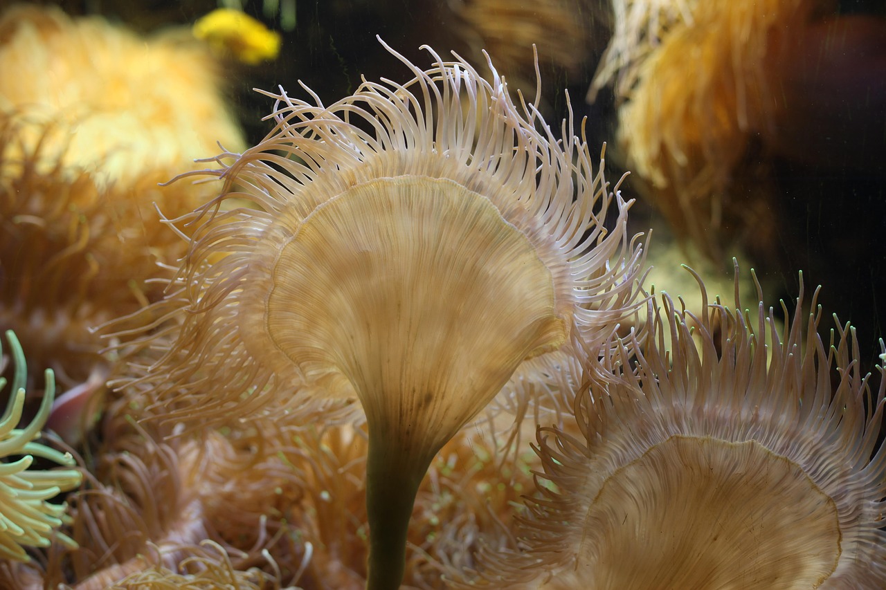 anemone of the seas, ocean, sea, anemones, exotic, nature, actinie, aquarium, coral, algae, algae, algae, algae, algae, algae