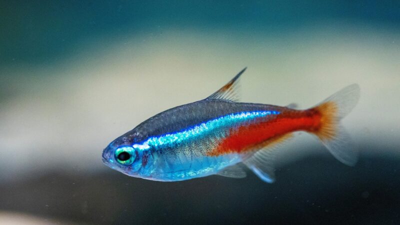 Green Fire Tetra Care Guide: Emerald Body With Red Belly