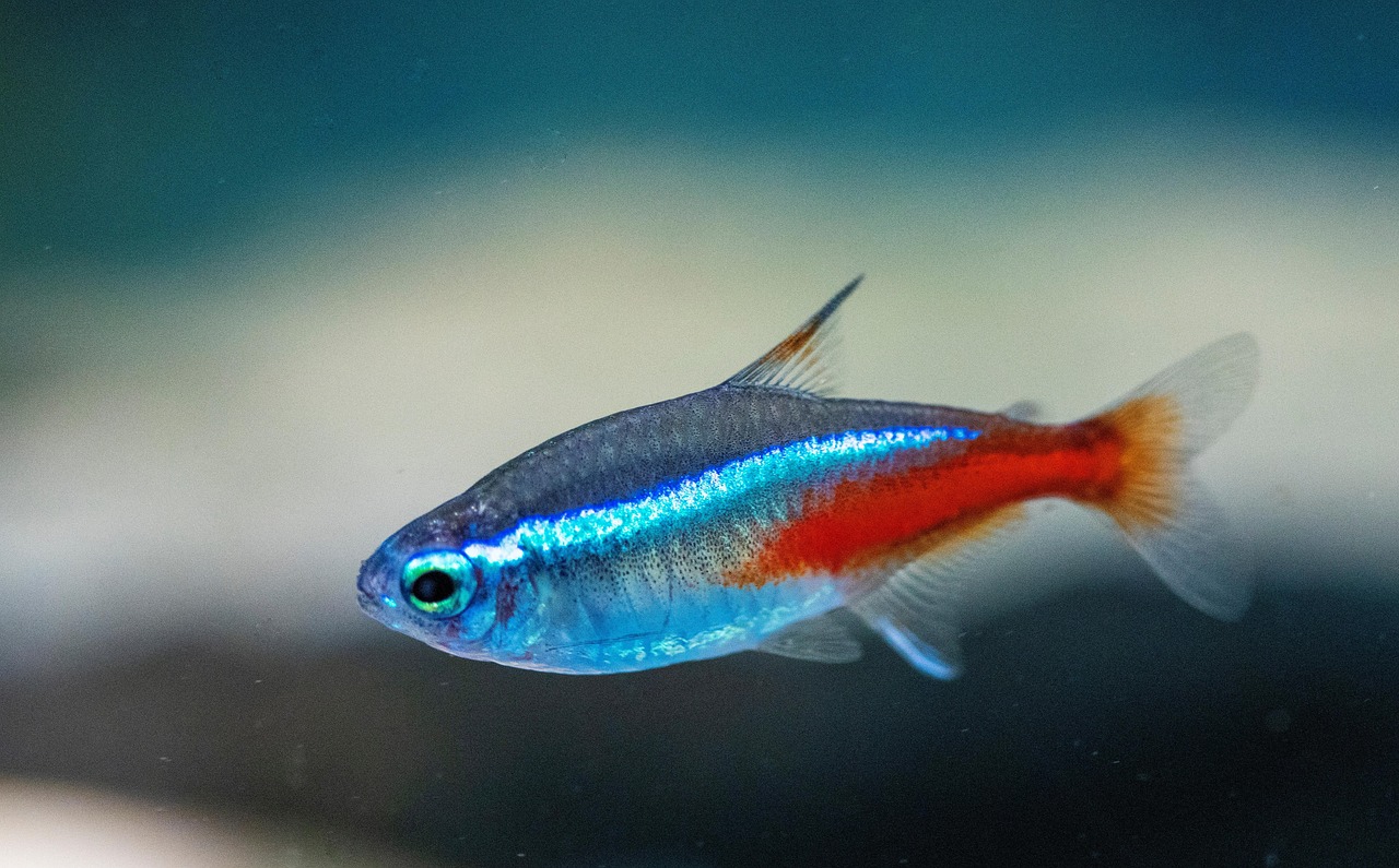 Green Fire Tetra Care Guide: Emerald Body With Red Belly