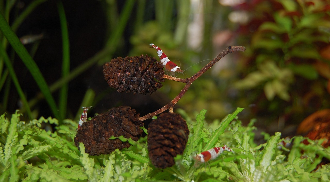 Green Hulk Shrimp Care Guide: Vivid Green Neocaridina