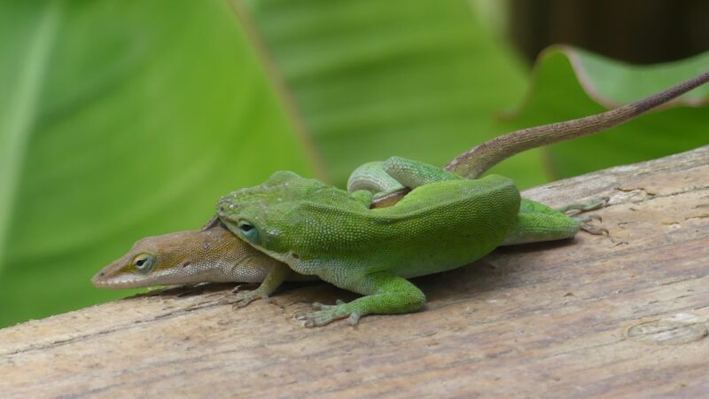 How to Breed Green Kubotai Rasboras: Neon Micro Spawners
