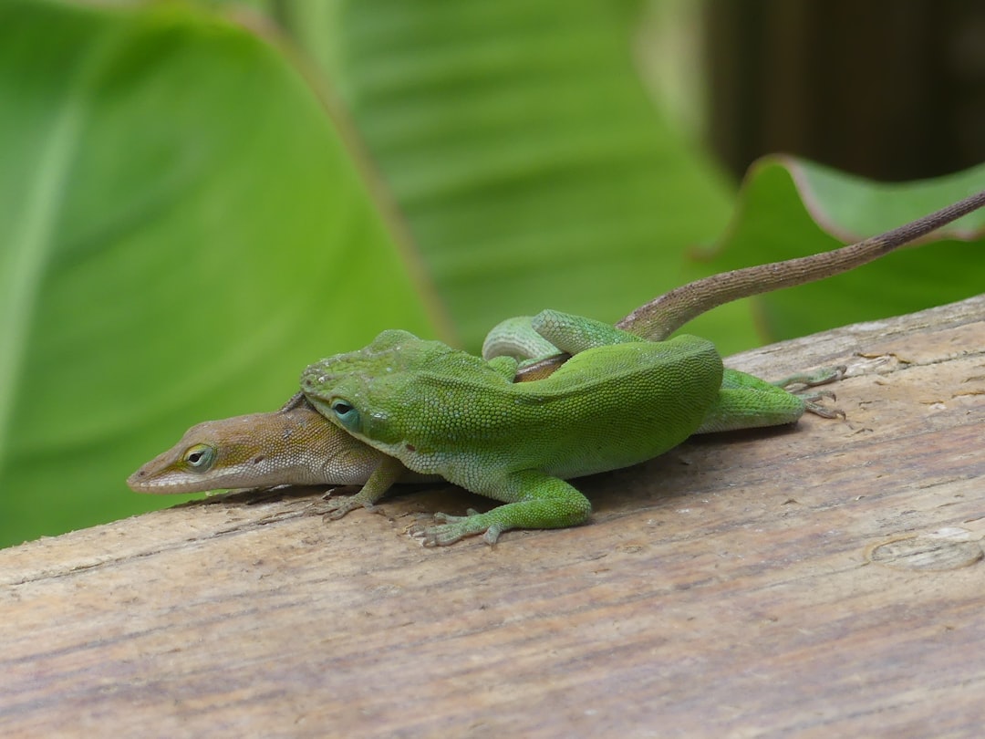 How to Breed Green Kubotai Rasboras: Neon Micro Spawners