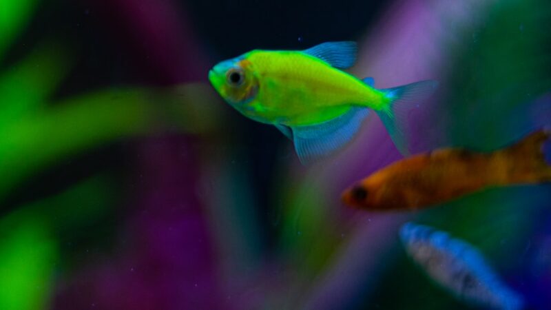Green Neon Tetra Care Guide