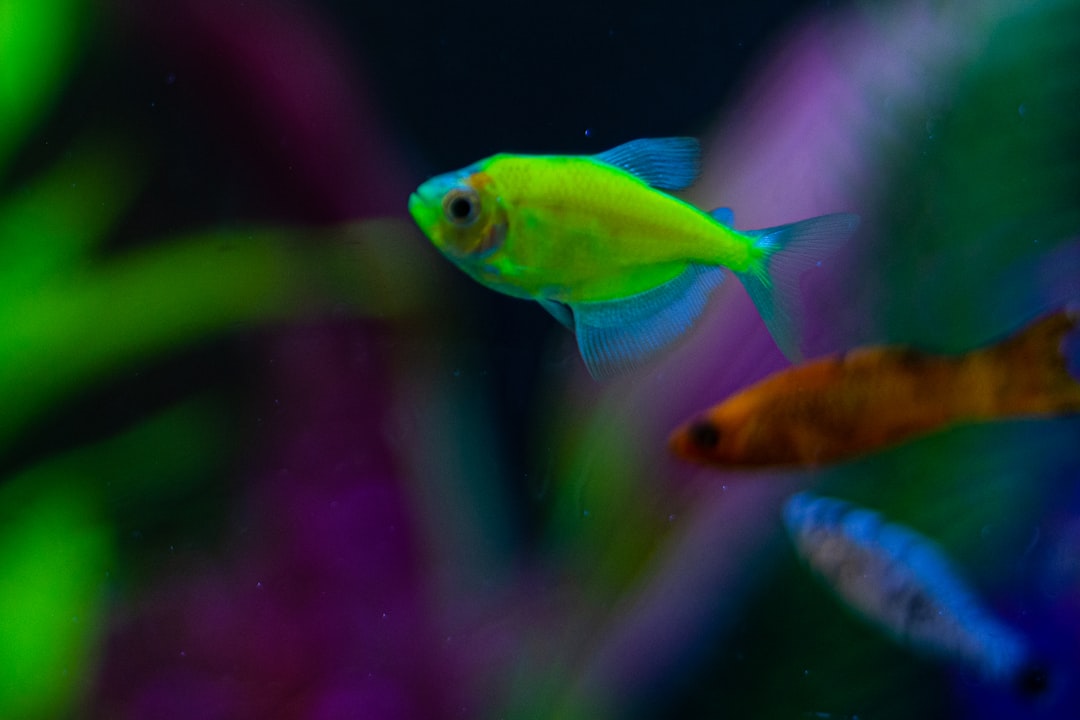 Green Neon Tetra Care Guide