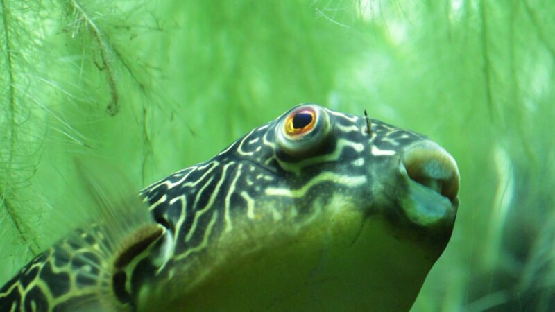 Green Spot Algae: What Causes It and How to Remove It