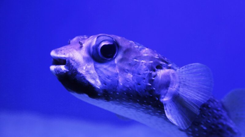 Green Spotted Puffer Complete Care Guide