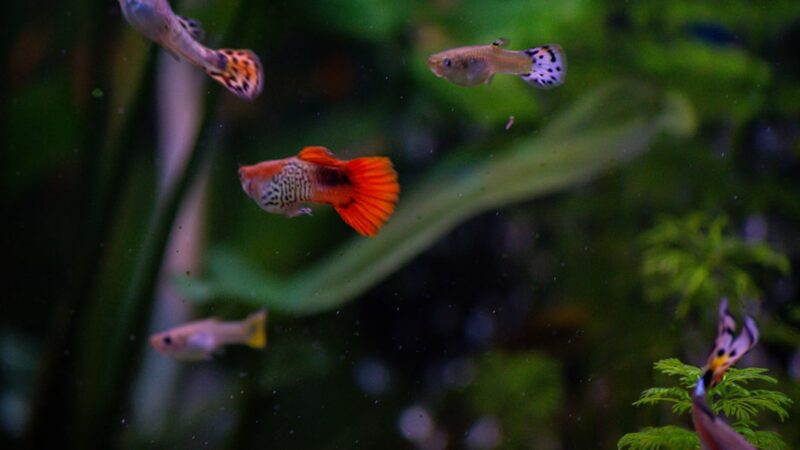 Guppy Care Guide: The World's Most Popular Aquarium Fish