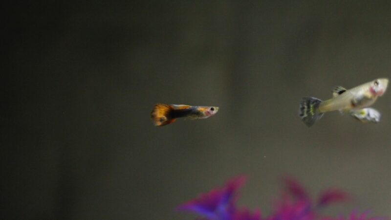 Guppy Care Guide: Breeding, Colours and Tank Setup
