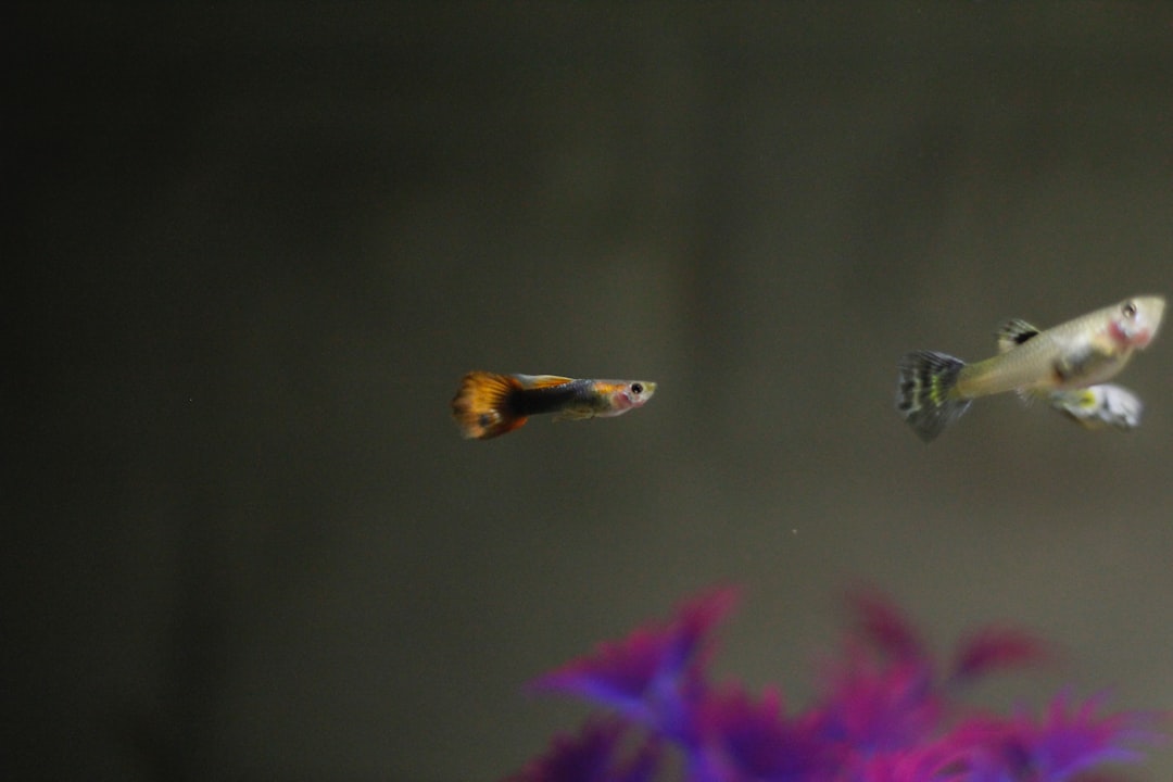 Guppy Care Guide: Breeding, Colours and Tank Setup