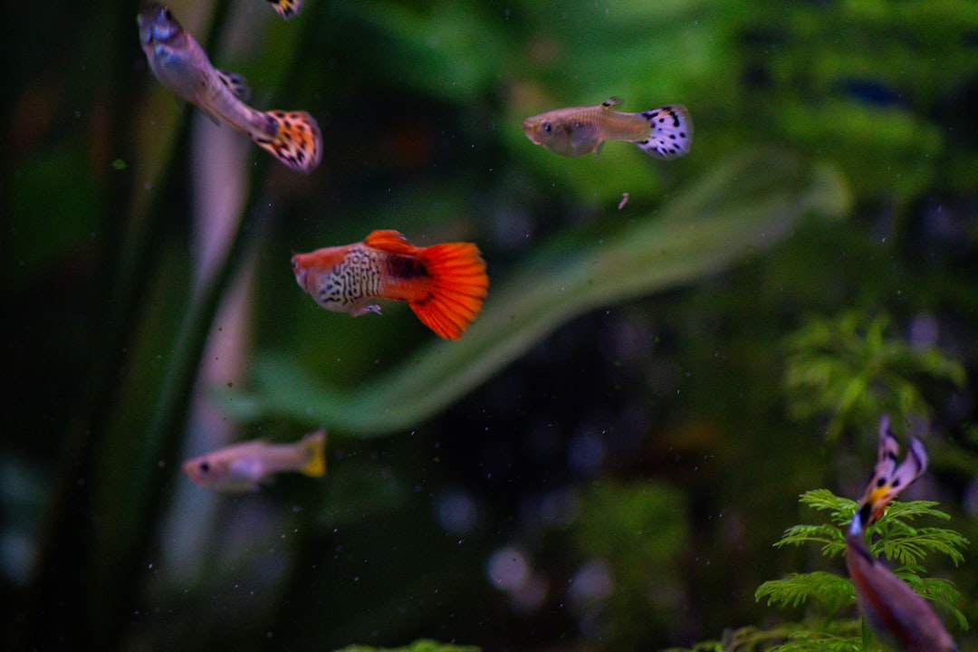 Guppy Care Guide: The World's Most Popular Aquarium Fish