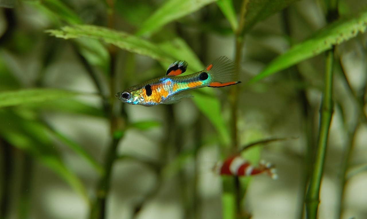 Guppy Fish FAQ: Care Breeding and Compatibility