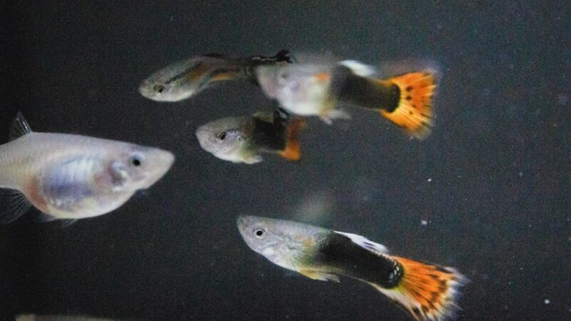 Guppy Selective Breeding Guide