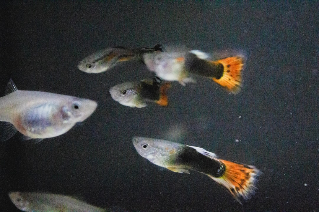 Guppy Selective Breeding Guide