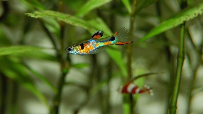 guppy, fish, multicoloured, colorful, aquatic life, underwater world, ornamental fish, close up, aquarium, nature, animal, wa