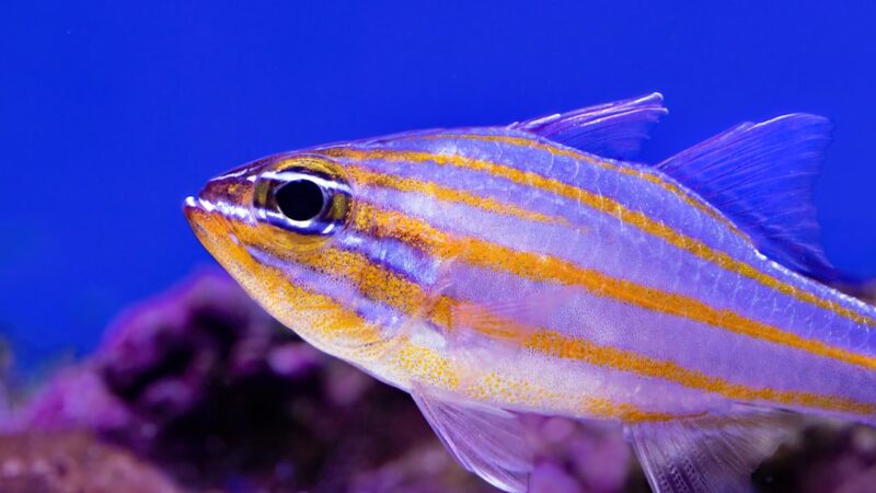a close up of a fish in an aquarium