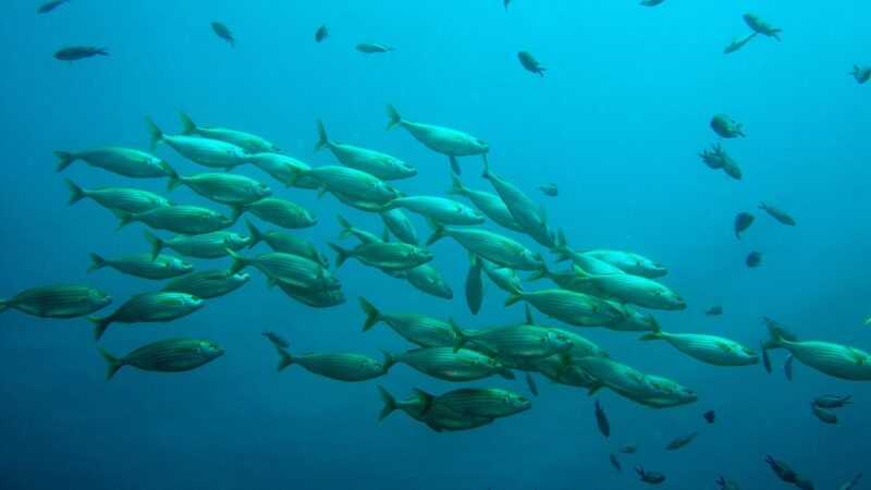 school of fish, fish, nature, water, under water, school of fish, fish, under water, under water, under water, under water, u