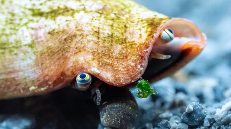 Hatching Jar Substrate Spawner Guide: Cichlid Egg Rescue