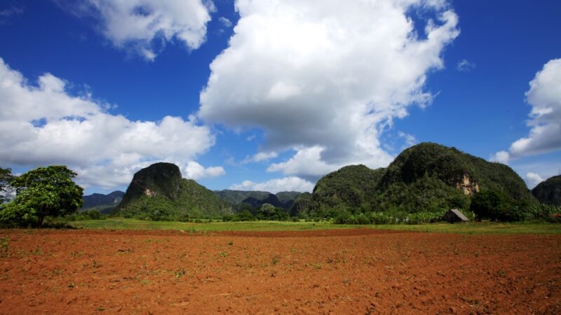 How to Plant HC Cuba From Tissue Culture