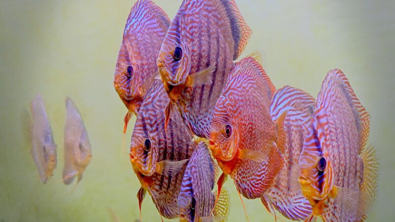 acquarium, fish, water, underwater, marino, nature, aquatic, fin, swim, red, exotic, turquoise, deep, sea, fish discus, acqua