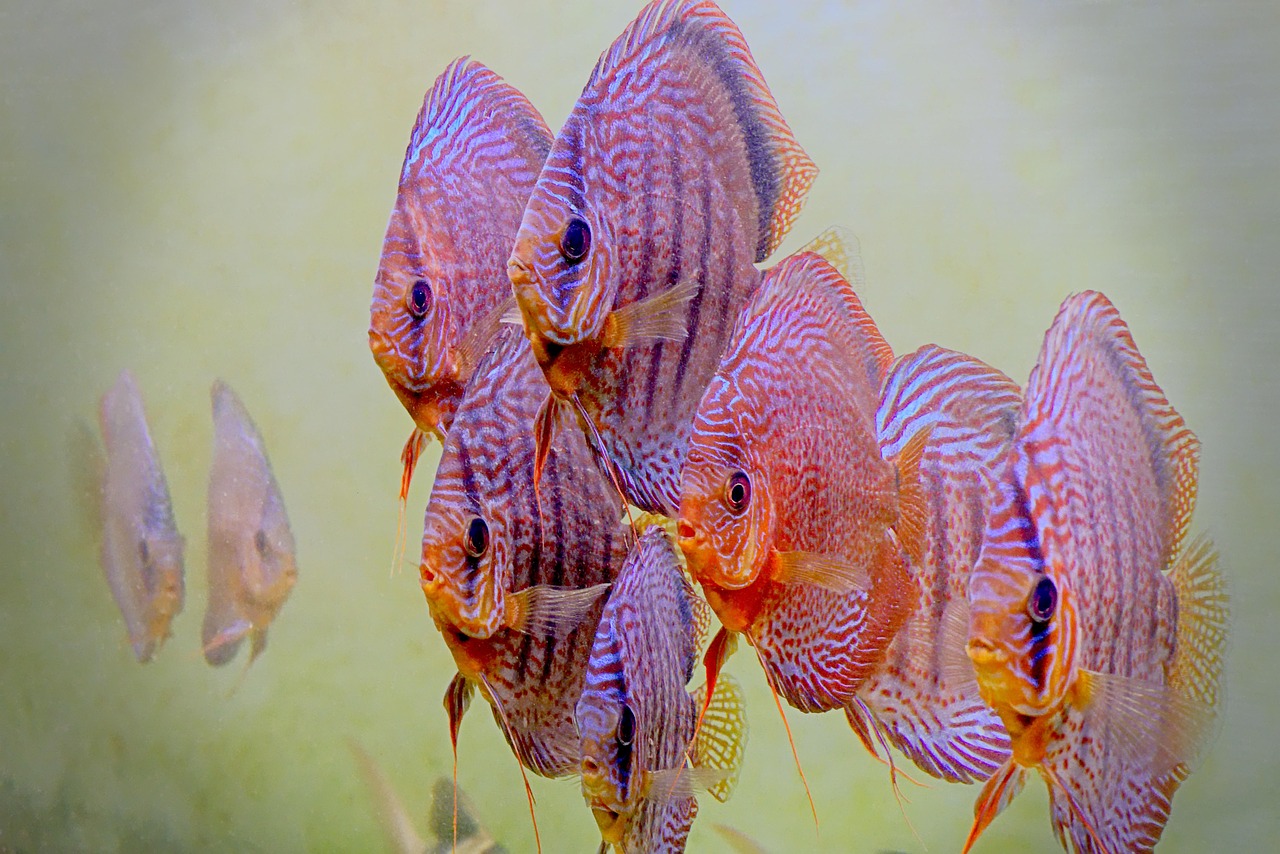 acquarium, fish, water, underwater, marino, nature, aquatic, fin, swim, red, exotic, turquoise, deep, sea, fish discus, acqua