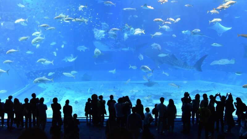 churaumi aquarium, aquarium, okinawa, aquarium, aquarium, aquarium, aquarium, aquarium, okinawa, okinawa