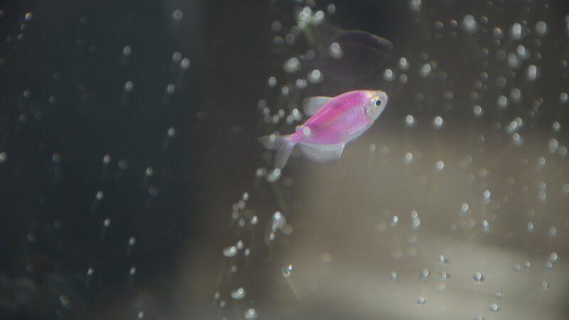 home tissue aquarium fish — featured image for home tissue culture plants guide