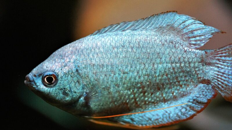 gourami, scrubby, blue, nature, male, labyrintka, fish, aquarium, freshwater, tropical