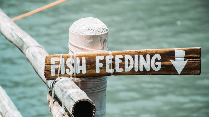 How Often Should You Feed Your Fish? The Complete Guide