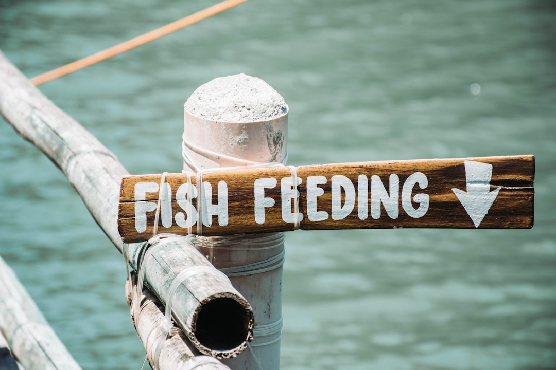 How Often Should You Feed Your Fish? The Complete Guide