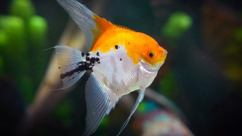 freshwater aquarium tank — featured image for how to acclimate new aquarium plants properly