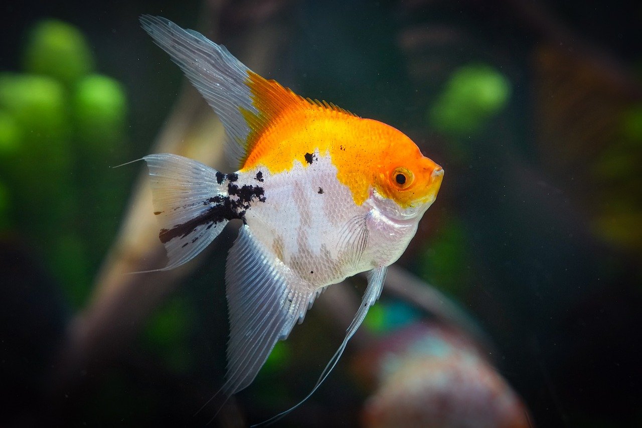 freshwater aquarium tank — featured image for how to acclimate new aquarium plants properly