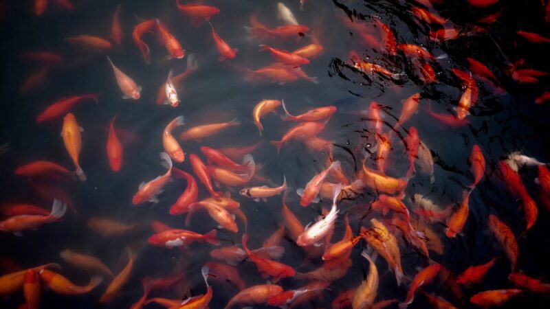 aquascape condo balcony pond planted aquarium aquascape — featured image for how to aquascape condo balcony pond singapore