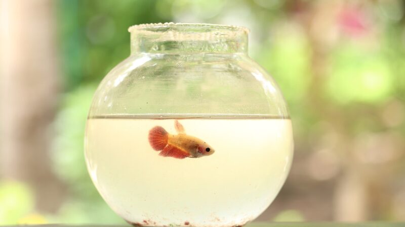 aquascape round bowl responsibly planted aquarium aquascape — featured image for how to aquascape round bowl responsibly