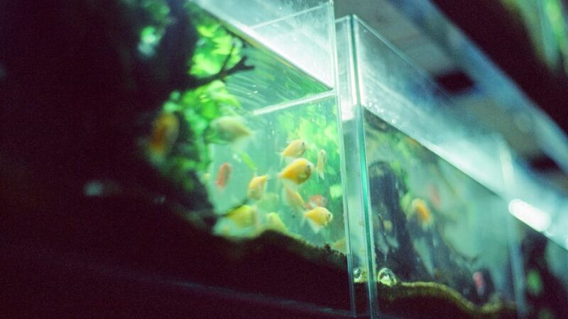 Small fish swim in a brightly lit aquarium.
