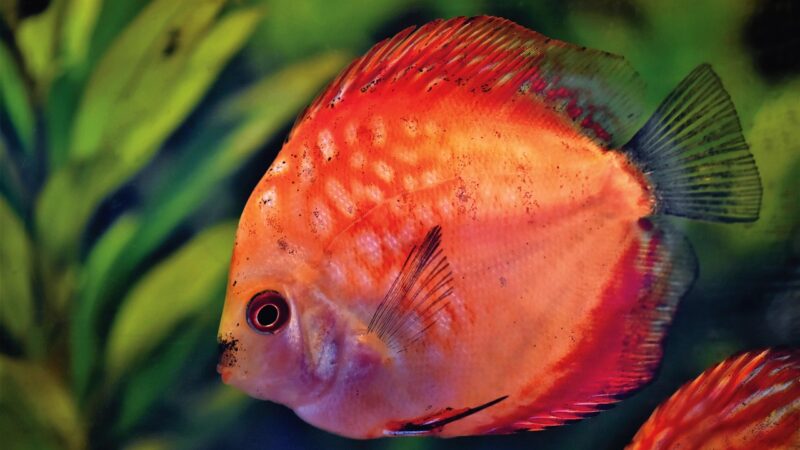 How to Breed Discus Fish: Water, Diet and Fry Care