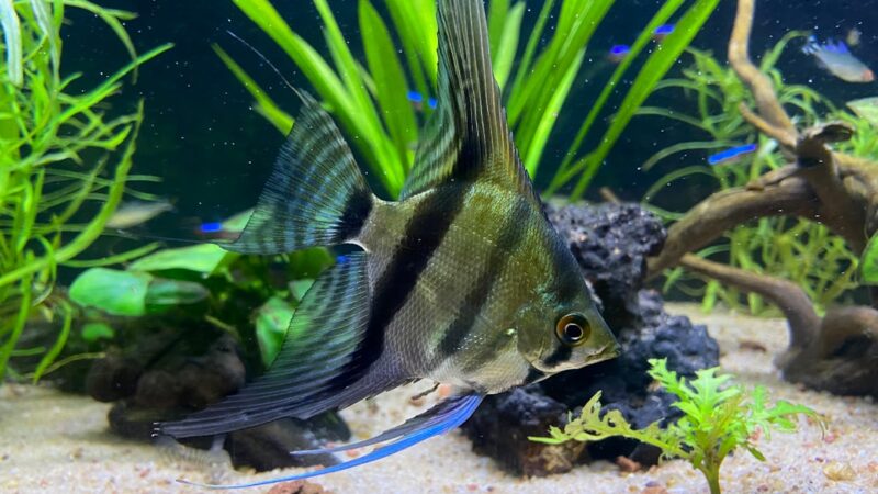 How to Build a DIY Aquarium Overflow Weir
