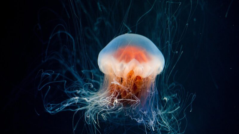 jellyfish, underwater, ocean, aquarium, nature, animal, marine, glow, dark