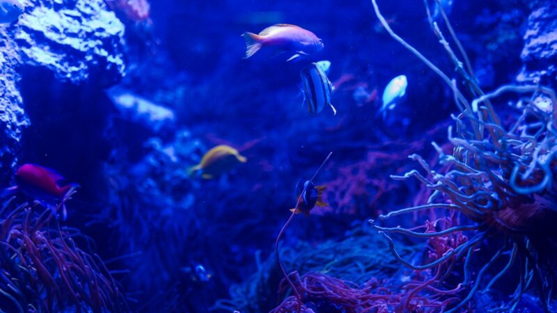 How to Choose the Right Aquarium Background Colour