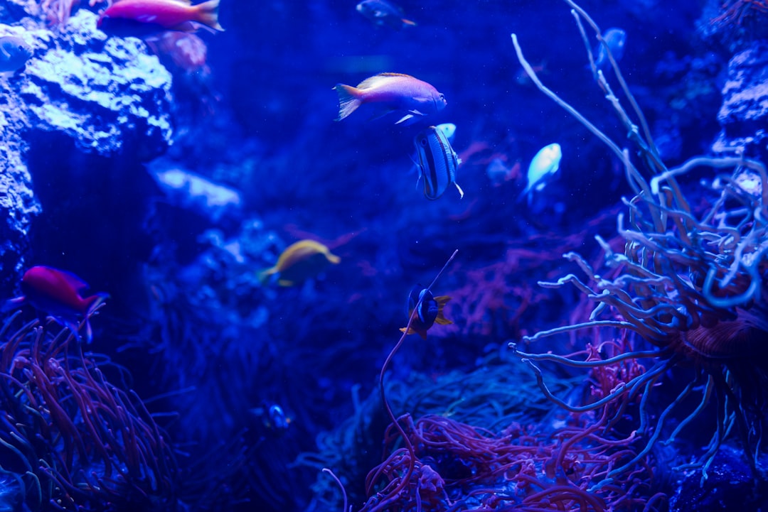 How to Choose the Right Aquarium Background Colour