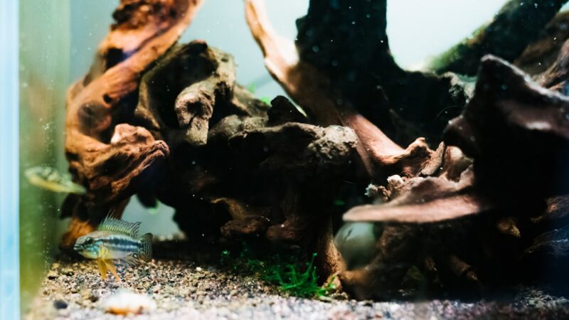 How to Choose Aquarium Substrate