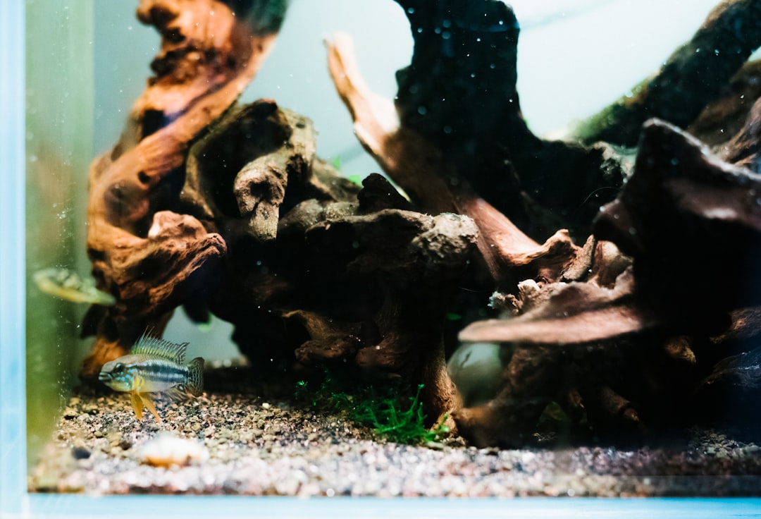 How to Choose Aquarium Substrate