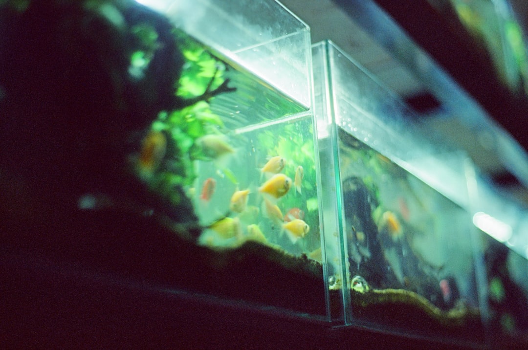Rimless vs Braced Aquarium: How to Choose the Right One