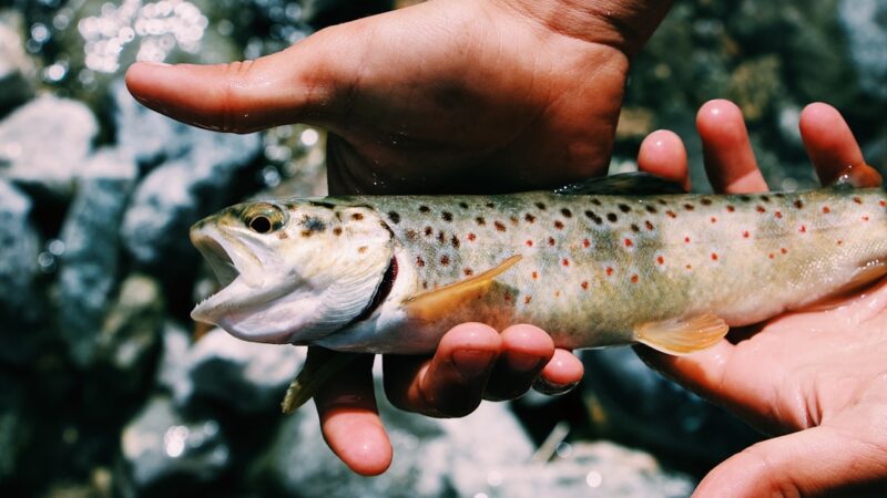 How to Choose Your First Fish: A Decision Framework