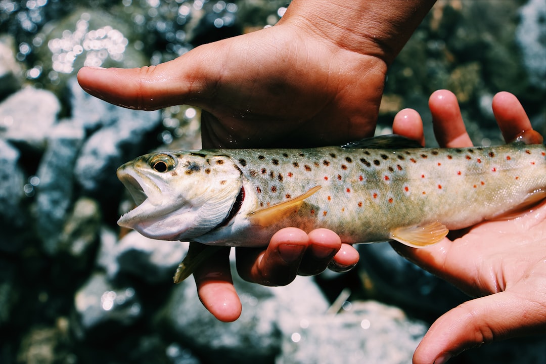 How to Choose Your First Fish: A Decision Framework